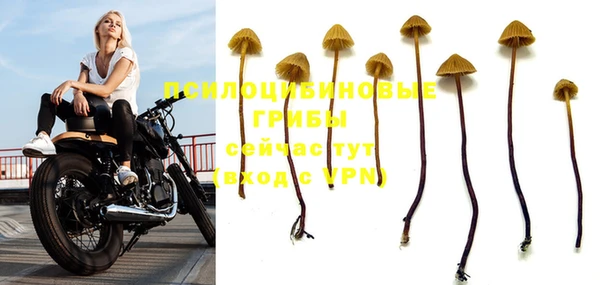 PSILOCYBIN Краснослободск